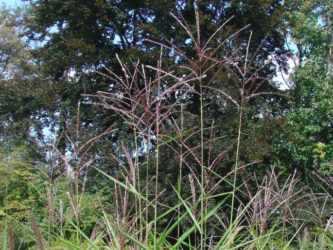 Miscanthus sinensis