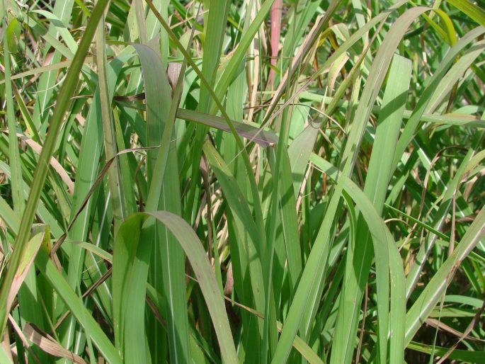 Miscanthus sinensis