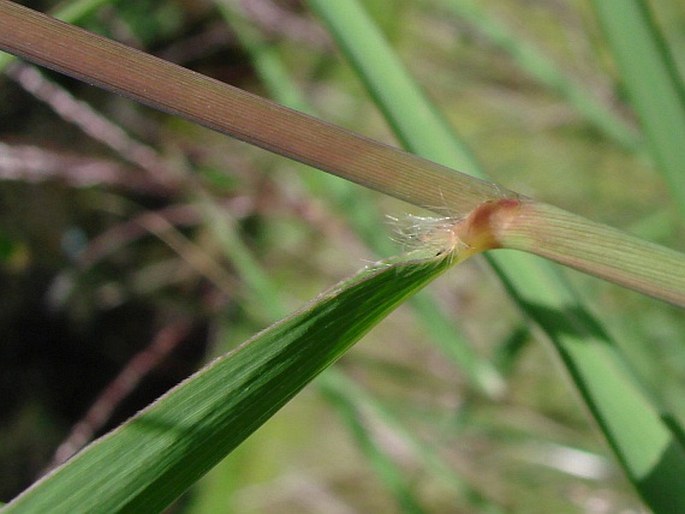 Miscanthus sinensis