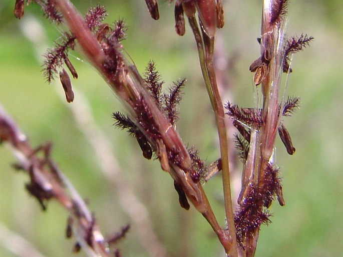 Miscanthus sinensis