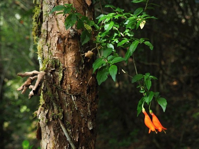 Mitraria coccinea