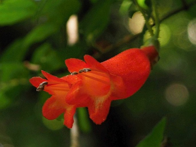 Mitraria coccinea