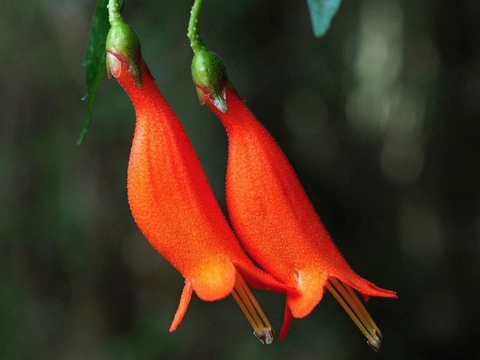 Mitraria coccinea