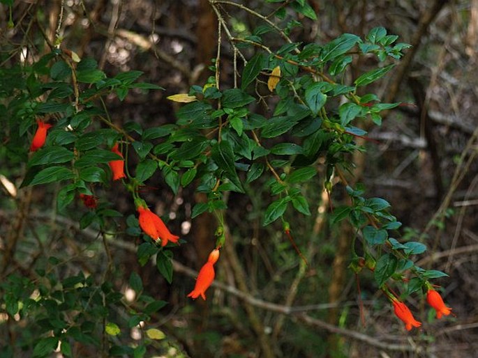 Mitraria coccinea