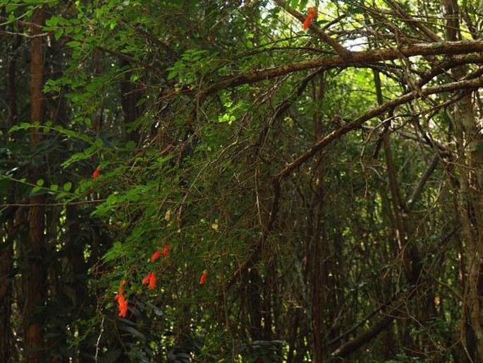 Mitraria coccinea