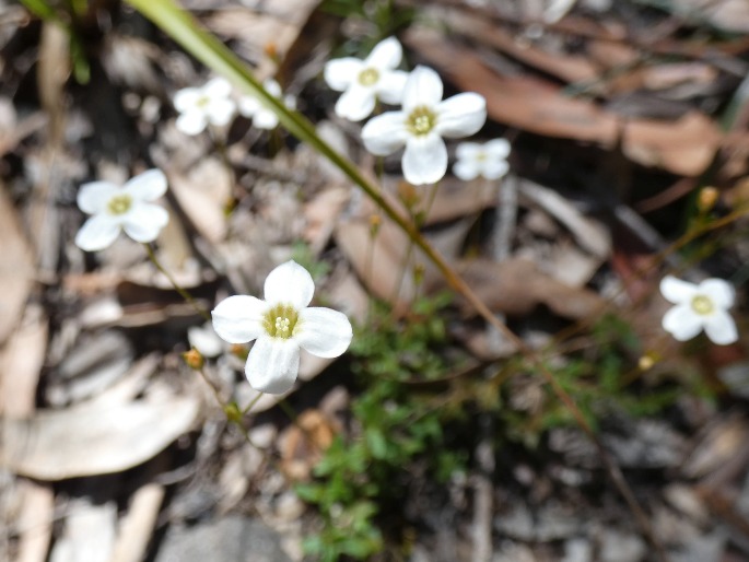 Mitrasacme polymorpha