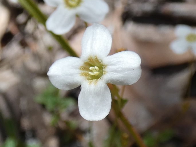 Mitrasacme polymorpha