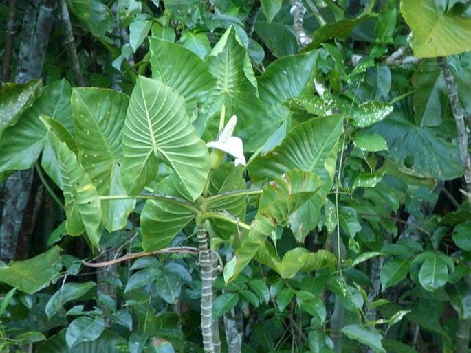 MONTRICHARDIA ARBORESCENS (L.) Schott