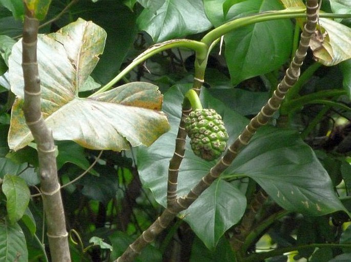 Montrichardia arborescens