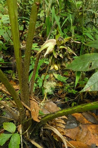 Molineria capitulata