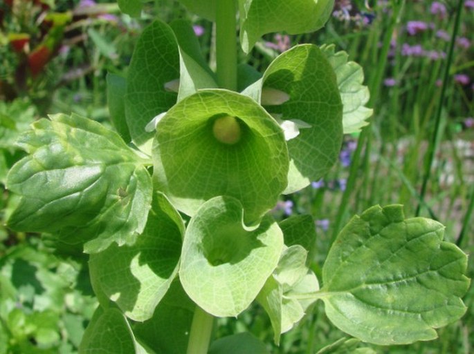 Moluccella laevis