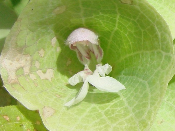 Moluccella laevis