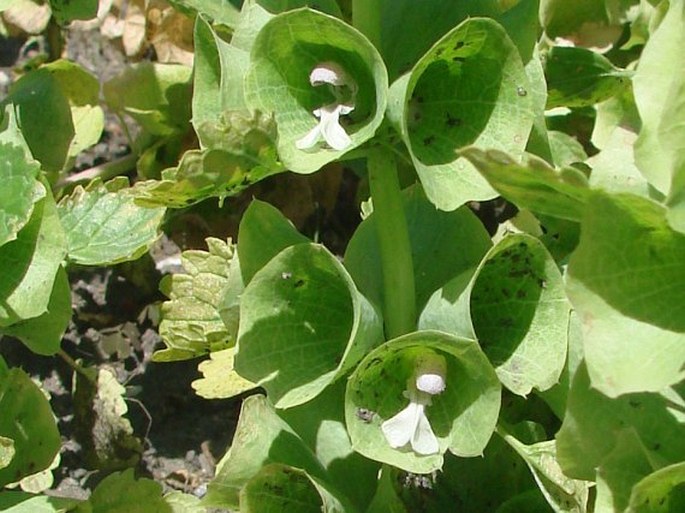 Moluccella laevis