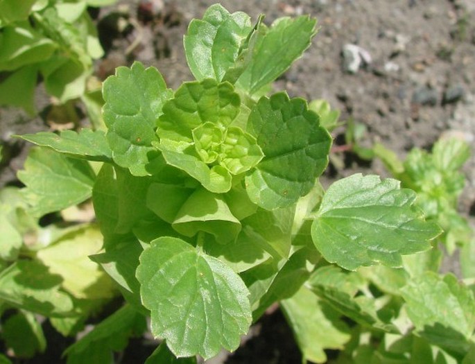 Moluccella laevis