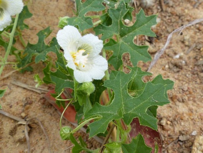 Momordica balsamina