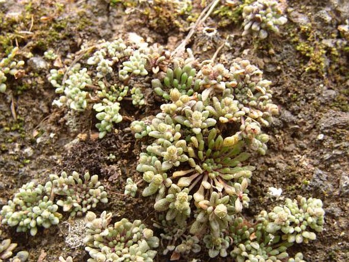 Monanthes brachycaulos