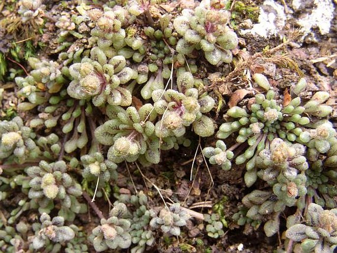 Monanthes brachycaulos