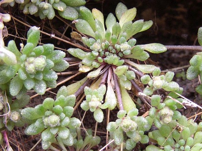 Monanthes brachycaulos