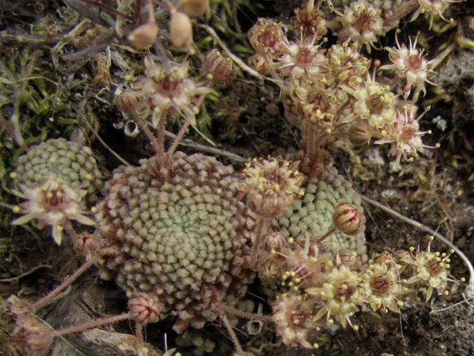 Monanthes pallens