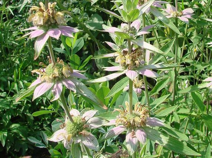 Monarda punctata