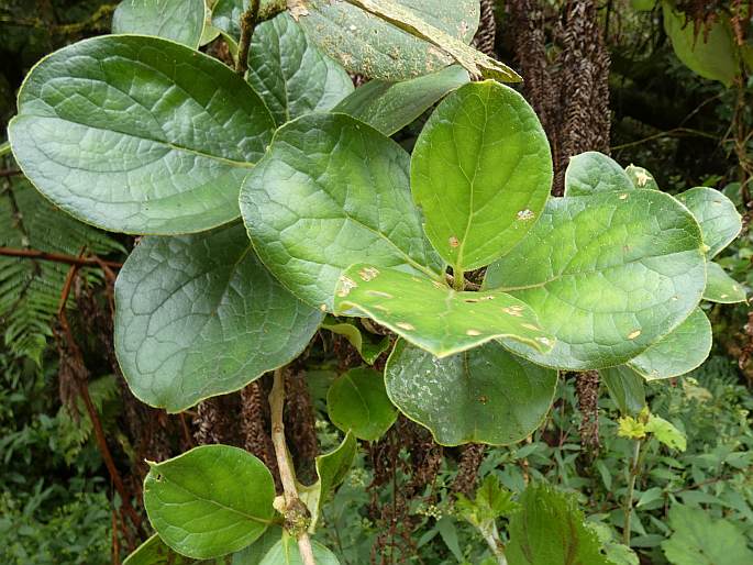 Monimia rotundifolia