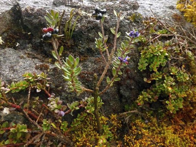 Monnina crassifolia