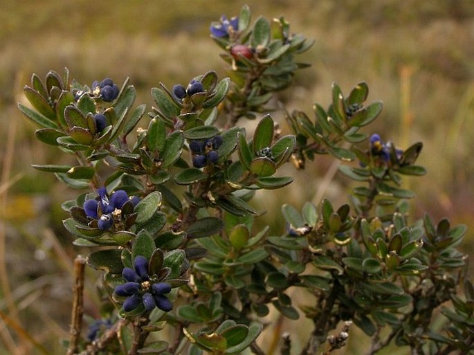 Monnina crassifolia