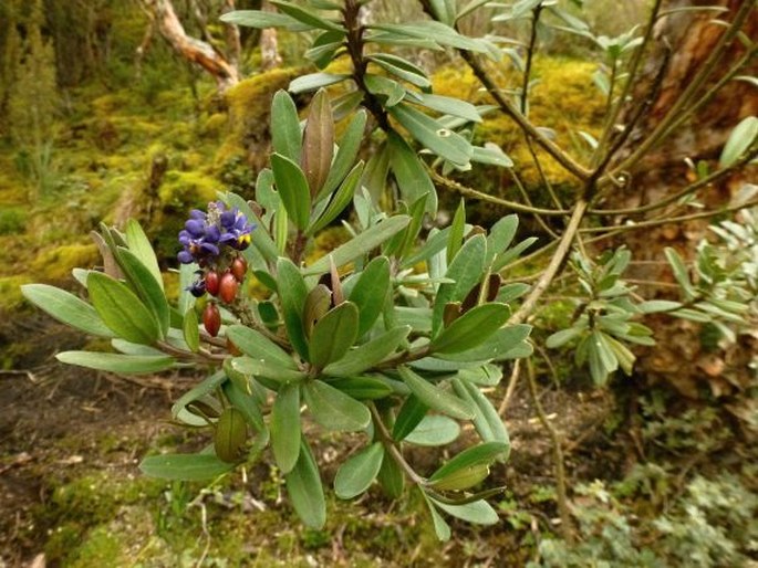 Monnina ligustrina