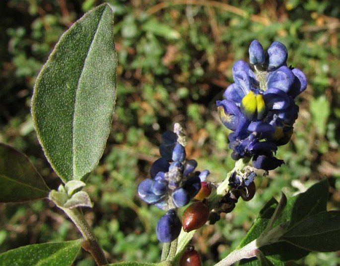 MONNINA SALICIFOLIA Ruiz et Pav.