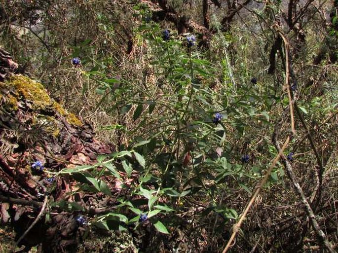 Monnina salicifolia