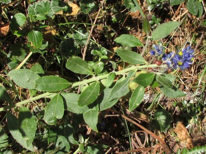 Monnina salicifolia