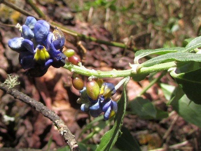 Monnina salicifolia