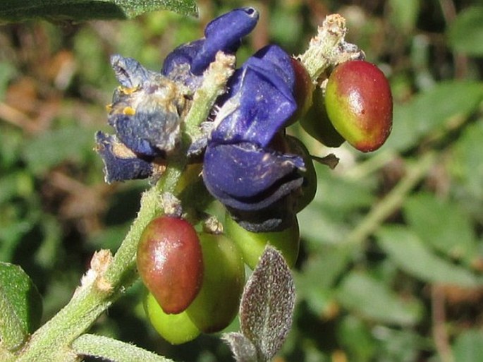 Monnina salicifolia