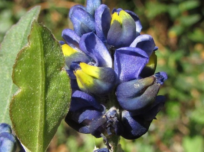 Monnina salicifolia