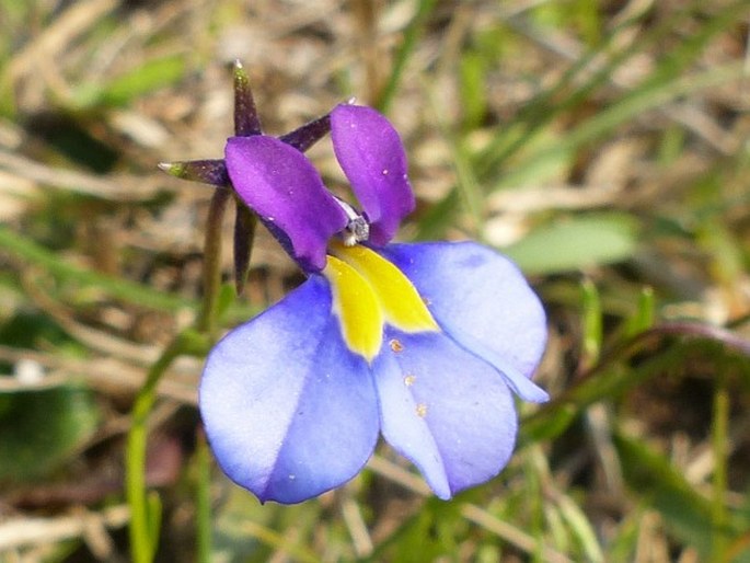 MONOPSIS DECIPIENS (Sond.) Thulin