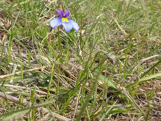 Monopsis decipiens