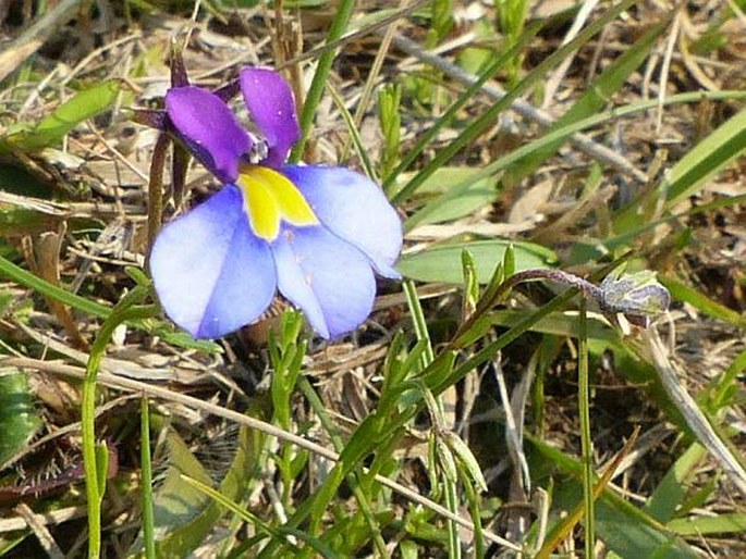 Monopsis decipiens