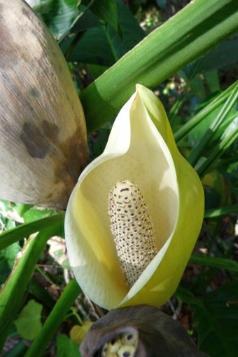 Monstera dissecta