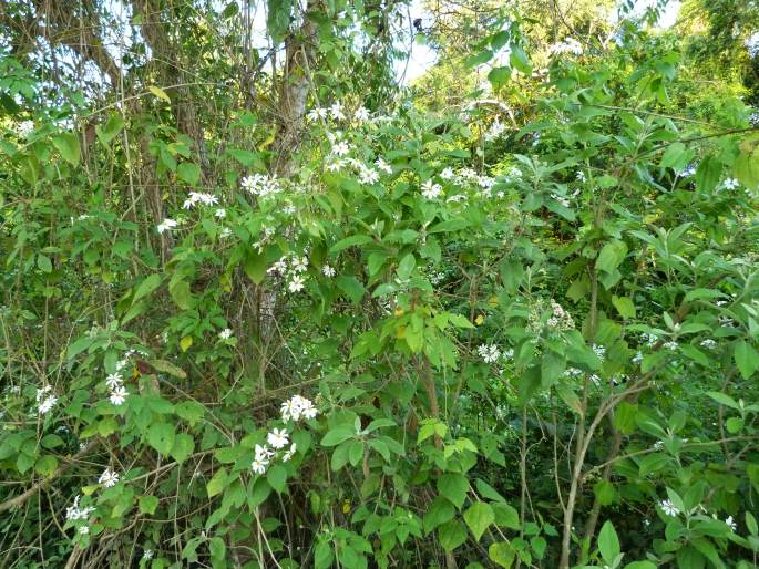 Montanoa atriplicifolia