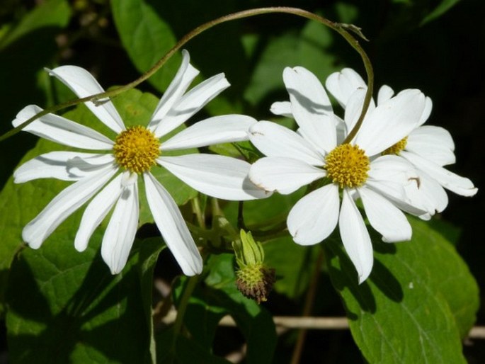 Montanoa atriplicifolia