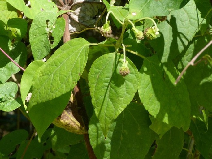 Montanoa atriplicifolia