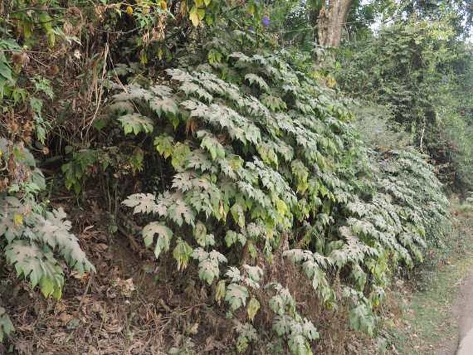 Montanoa hibiscifolia