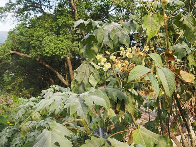 Montanoa hibiscifolia