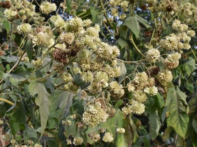 Montanoa hibiscifolia