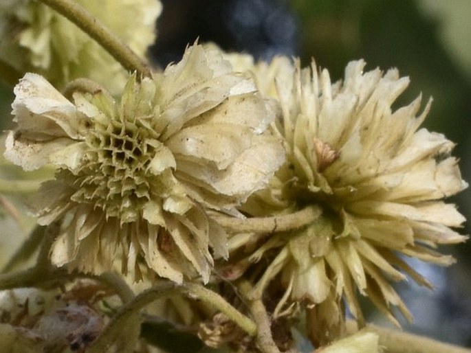 Montanoa hibiscifolia