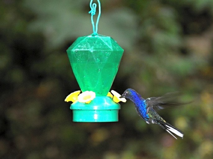 Kostarika, Monteverde