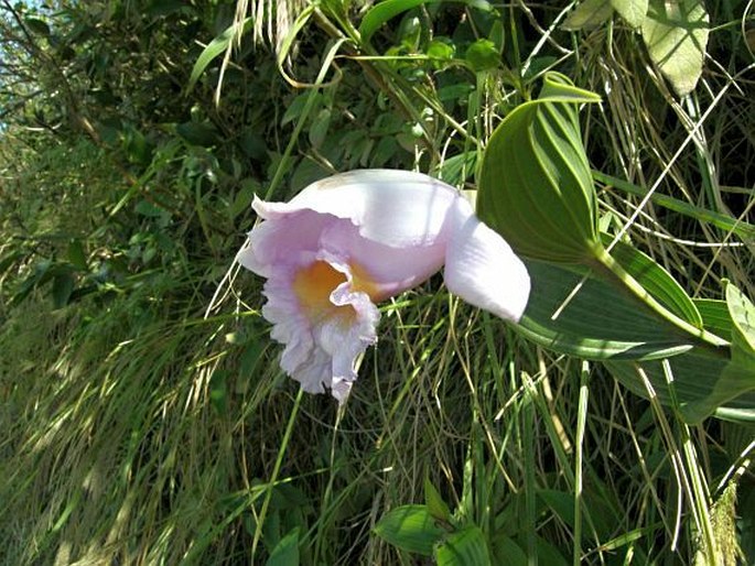 Kostarika, Monteverde