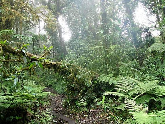 Kostarika, Monteverde