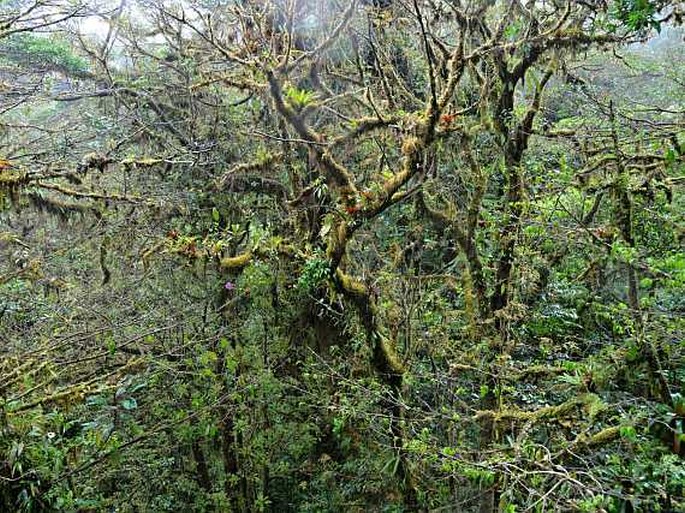 Kostarika, Monteverde