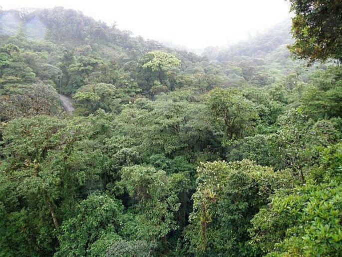 Kostarika, Monteverde